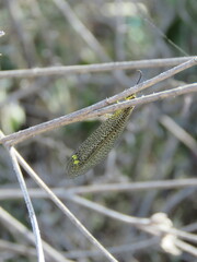 Brachynemurus versutus
