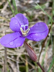 Patersonia occidentalis occidentalis
