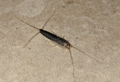 Ctenolepisma