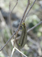 Brachynemurus versutus