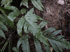 Tectaria phaeocaulis