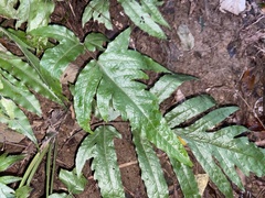 Tectaria phaeocaulis