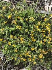 Pultenaea laxiflora