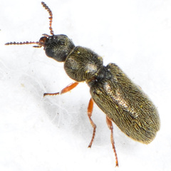 Dasytinae