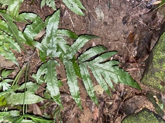 Tectaria phaeocaulis