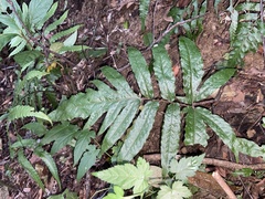 Tectaria phaeocaulis