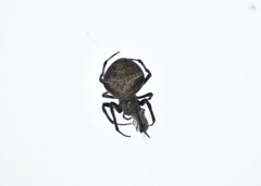 Eriophora ravilla