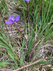 Patersonia occidentalis occidentalis