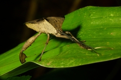 Coreidae