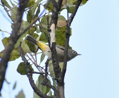Leiothlypis virginiae