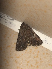 Condica illecta