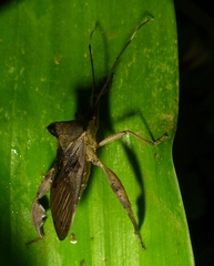 Coreidae