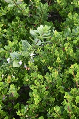 Solanum guineense