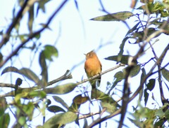 Mitrephanes phaeocercus