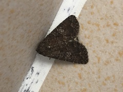 Condica illecta