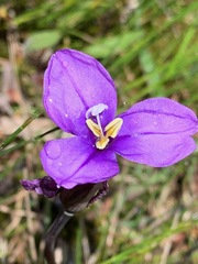 Patersonia occidentalis occidentalis
