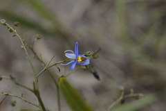 Dianella brevicaulis