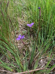 Patersonia occidentalis occidentalis