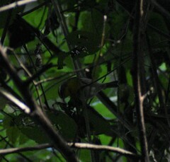 Oreothlypis superciliosa