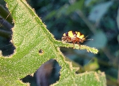 Cryptocephalus