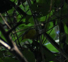 Oreothlypis superciliosa