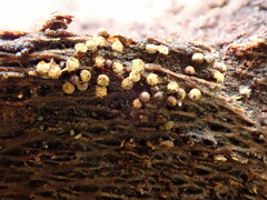Trichia botrytis