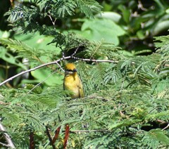 Piranga erythrocephala