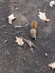 Tamiasciurus hudsonicus