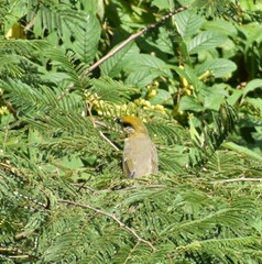 Piranga erythrocephala