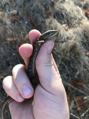 Elgaria multicarinata scincicauda