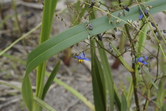 Dianella brevicaulis