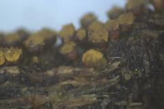 Trichia botrytis