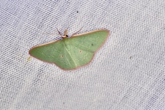 Chlorocoma cadmaria