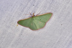Chlorocoma cadmaria
