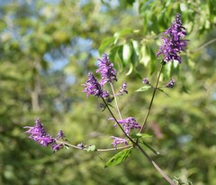 Salvia purpurea