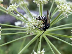 Dolichovespula arctica