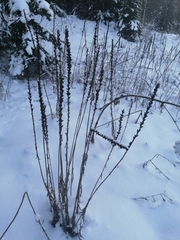 Pedicularis incarnata