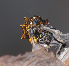 Isoxya cicatricosa
