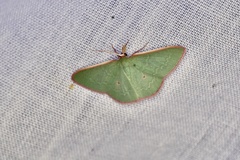 Chlorocoma cadmaria