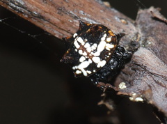 Isoxya cicatricosa