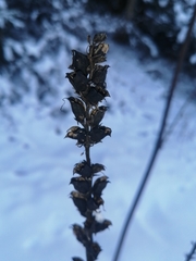 Pedicularis incarnata