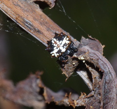 Isoxya cicatricosa