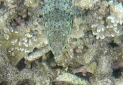 Synodontidae