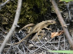 Sceloporus siniferus