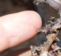 Isoxya cicatricosa