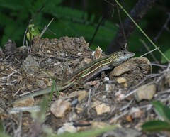 Aspidoscelis gularis