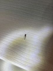 Trichocera annulata