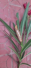 Daphnis nerii