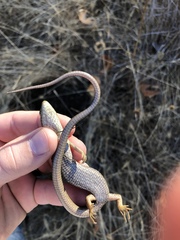 Elgaria multicarinata scincicauda