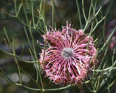 Isopogon divergens